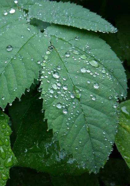 Gotas de lluvia claras forman patrones delicados en una hoja suavemente balanceada . —  Fotos de Stock