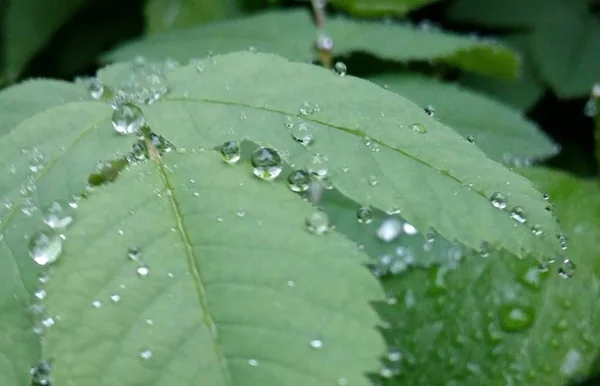 Gotas de lluvia claras forman patrones delicados en una hoja suavemente balanceada . — Foto de Stock