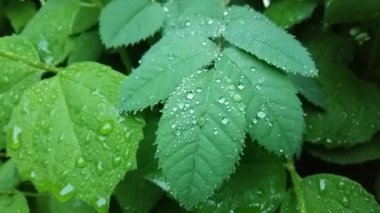 Açık yağmur damlaları yavaşça sallanan bir yaprağına hassas desenler oluşturur. Yağmur damlaları yaprakları.