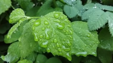 Açık yağmur damlaları yavaşça sallanan bir yaprağına hassas desenler oluşturur. Yağmur damlaları yaprakları.