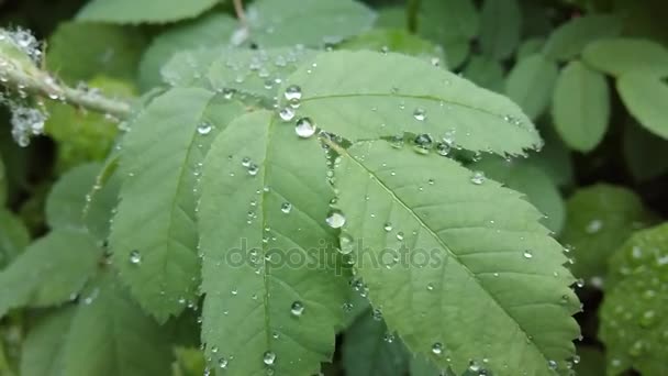 Clear raindrops form delicate patterns on a gently swaying leaf. Raindrops leaves. — Stock Video