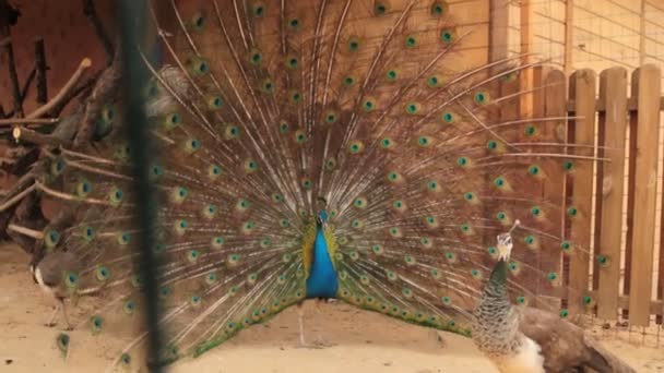 Masculino indiana azul pavão exibindo. Pavão dissolveu sua cauda — Vídeo de Stock