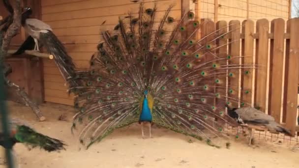 Masculino indio azul Peafowl mostrando. Peacock disolvió su cola — Vídeos de Stock