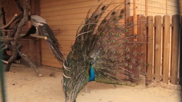Мужчина Индийский синий Peafowl отображения. Павлин распустил хвост. — стоковое видео