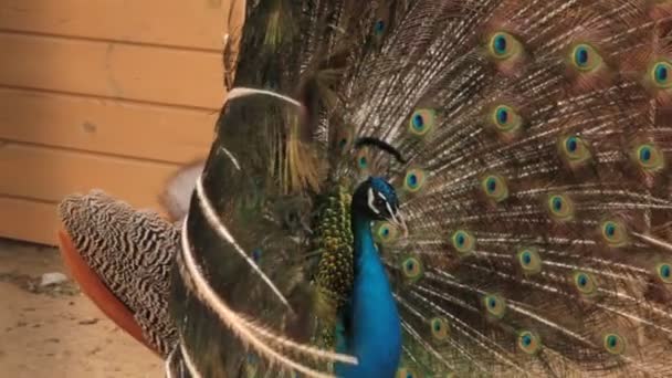 Мужчина Индийский синий Peafowl отображения. Павлин распустил хвост. — стоковое видео