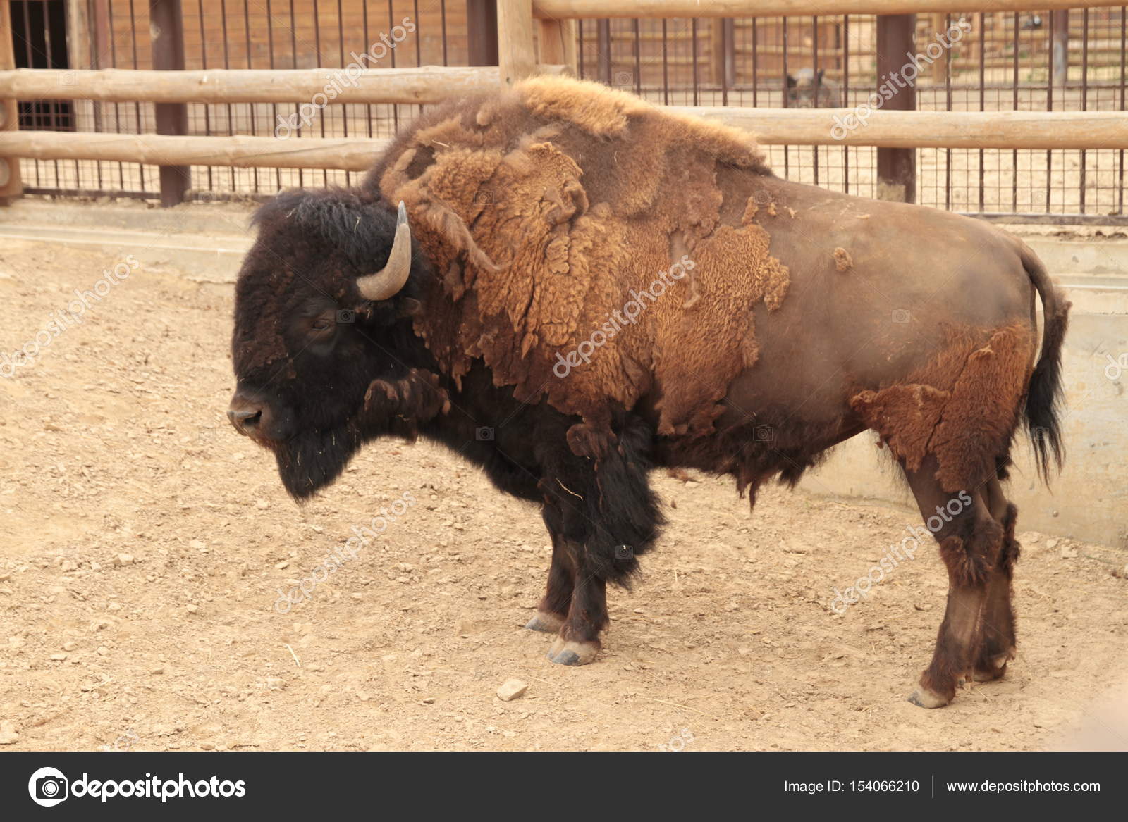 The Bison Costs In The Shelter Of A Zoo A Side View Stock Photo Image By C Shapicingvar The Bison Costs In The Shelter Of A Zoo A Side View Stock Photo Image By C Shapicingvar
