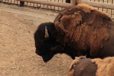 Bir Hayvanat Bahçesi, bir yandan görünüm barınak bizon maliyetleri