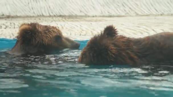 Полярний ведмідь плаває в інтер'єрі празького зоопарку . — стокове відео