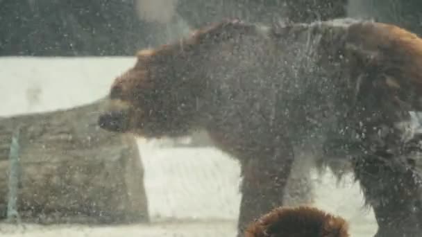 Oso polar está nadando en el interior del zoológico de praga . — Vídeo de stock