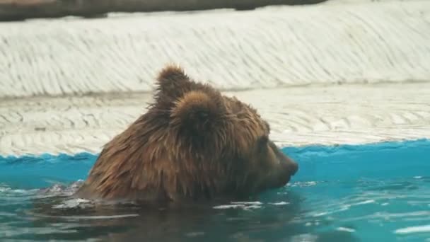 Kutup ayısı Prag Hayvanat Bahçesi iç içinde yüzüyor. — Stok video