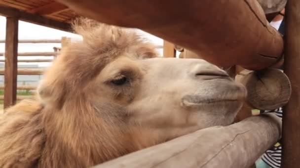 Primer plano de una cabeza de camello — Vídeo de stock
