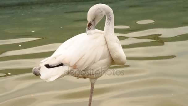 Beautiful bird flamingo in the zoo — Stock Video