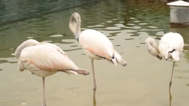 Güzel kuş flamingo Hayvanat Bahçesi — Stok video