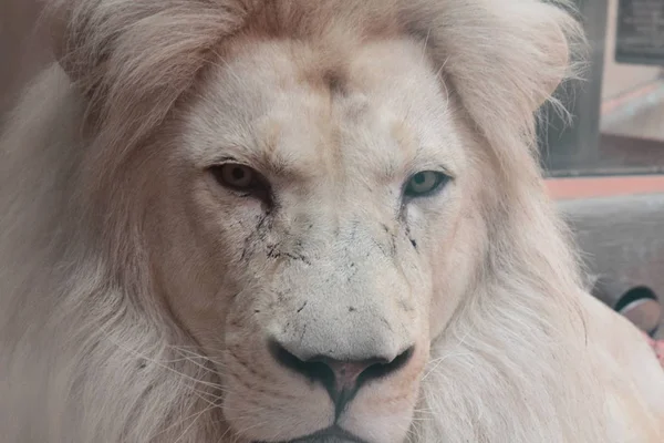 白いライオンの肖像画 — ストック写真