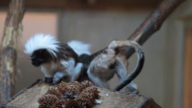 Kameraya bakarak pembe maymun maymun.