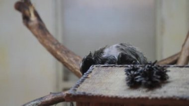 Kameraya bakarak pembe maymun maymun.