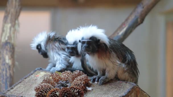 Tamarin opice při pohledu na fotoaparát. — Stock video