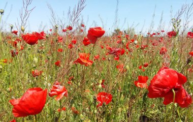 Kırmızı haşhaş çiçek büyük alan. Güneşin ve bulutların. Çok yakın çekim ve haşhaş görüntülemek