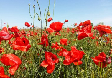 Kırmızı haşhaş çiçek büyük alan. Güneşin ve bulutların. Çok yakın çekim ve haşhaş görüntülemek