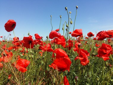 Kırmızı haşhaş çiçek büyük alan. Güneşin ve bulutların. Çok yakın çekim ve haşhaş görüntülemek