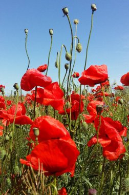 Kırmızı haşhaş çiçek büyük alan. Güneşin ve bulutların. Çok yakın çekim ve haşhaş görüntülemek