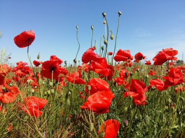 Kırmızı haşhaş çiçek büyük alan. Güneşin ve bulutların. Çok yakın çekim ve haşhaş görüntülemek