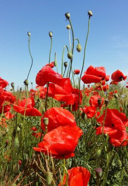 Kırmızı haşhaş çiçek büyük alan. Güneşin ve bulutların. Çok yakın çekim ve haşhaş görüntülemek