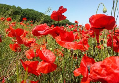 Kırmızı haşhaş çiçek büyük alan. Güneşin ve bulutların. Çok yakın çekim ve haşhaş görüntülemek