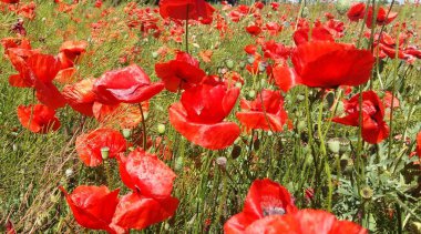 Kırmızı haşhaş çiçek büyük alan. Güneşin ve bulutların. Çok yakın çekim ve haşhaş görüntülemek