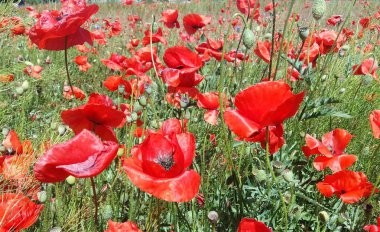 Kırmızı haşhaş çiçek büyük alan. Güneşin ve bulutların. Çok yakın çekim ve haşhaş görüntülemek
