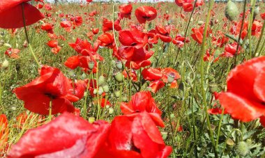 Kırmızı haşhaş çiçek büyük alan. Güneşin ve bulutların. Çok yakın çekim ve haşhaş görüntülemek