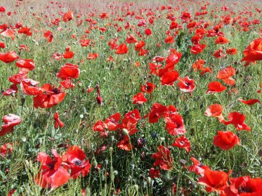 Kırmızı haşhaş çiçek büyük alan. Güneşin ve bulutların. Çok yakın çekim ve haşhaş görüntülemek