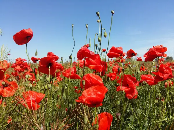 Kırmızı haşhaş çiçek büyük alan. Güneşin ve bulutların. Çok yakın çekim ve haşhaş görüntülemek