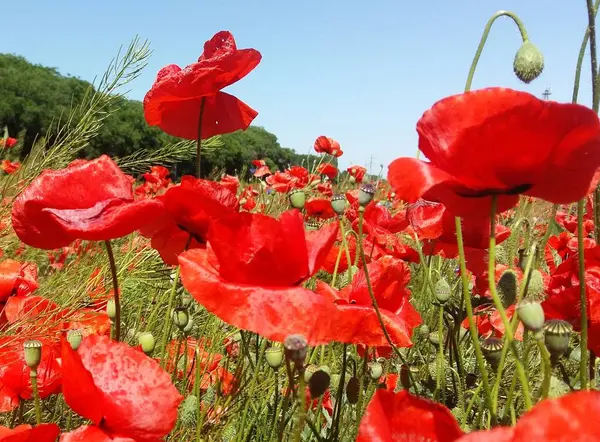 Kırmızı haşhaş çiçek büyük alan. Güneşin ve bulutların. Çok yakın çekim ve haşhaş görüntülemek