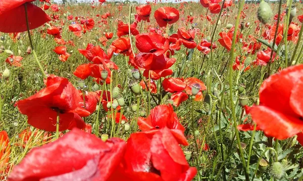 Kırmızı haşhaş çiçek büyük alan. Güneşin ve bulutların. Çok yakın çekim ve haşhaş görüntülemek