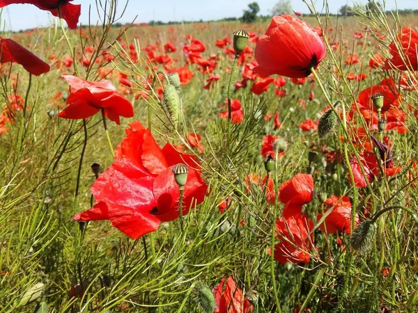 Kırmızı haşhaş çiçek büyük alan. Güneşin ve bulutların. Çok yakın çekim ve haşhaş görüntülemek