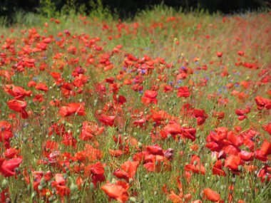 Kırmızı haşhaş çiçek büyük alan. Güneşin ve bulutların. Çok yakın çekim ve haşhaş görüntülemek