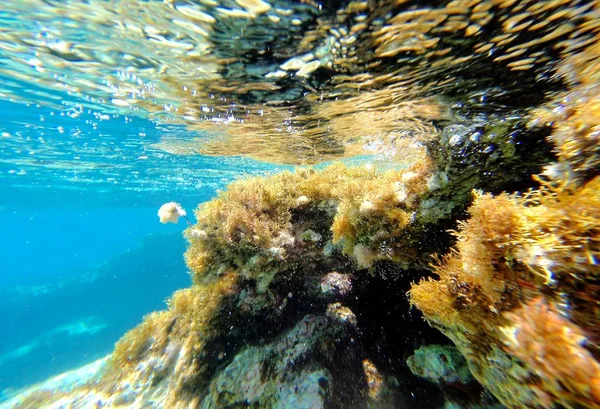 Abstrakta undervattens scen av havet, Turkiet. — Stockfoto