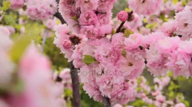 Bahar çiçeği günbatımı gökyüzü üzerinde. Çiçek açan sakura ağacı ve güneş parlama ile güzel doğa sahne. Bahar çiçekleri. Güzel meyve bahçesi. Arka plan bulanık. Bahar. HD 1080p, ağır çekim