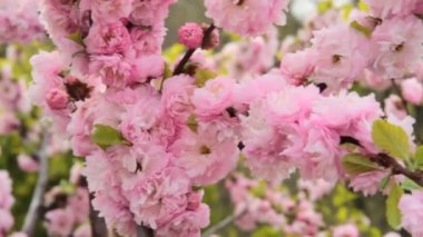 Bahar çiçeği günbatımı gökyüzü üzerinde. Çiçek açan sakura ağacı ve güneş parlama ile güzel doğa sahne. Bahar çiçekleri. Güzel meyve bahçesi. Arka plan bulanık. Bahar. HD 1080p, ağır çekim