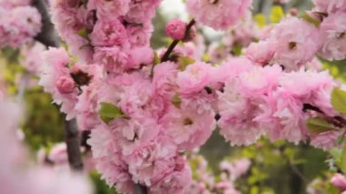 Bahar çiçeği günbatımı gökyüzü üzerinde. Çiçek açan sakura ağacı ve güneş parlama ile güzel doğa sahne. Bahar çiçekleri. Güzel meyve bahçesi. Arka plan bulanık. Bahar. HD 1080p, ağır çekim