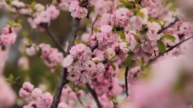 Bahar çiçeği günbatımı gökyüzü üzerinde. Çiçek açan sakura ağacı ve güneş parlama ile güzel doğa sahne. Bahar çiçekleri. Güzel meyve bahçesi. Arka plan bulanık. Bahar. HD 1080p, ağır çekim
