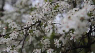 Çiçek açan ağaç. Beyaz çiçekler bahar parkta bir ağaçta. Bahar bahçe