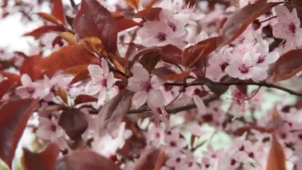 春の背景。春の開花の木。花の背景。桜が開花。桜開花の花。春の桜。白い花、花します。春に咲く桜の木 — ストック動画