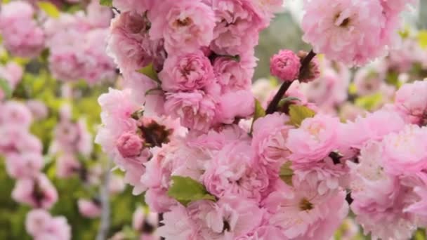 Frühlingsblüte über dem Abendhimmel. schöne Naturszene mit blühendem Sakura-Baum und Sonnenstrahl. Frühlingsblumen. schöner Obstgarten. abstrakter verschwommener Hintergrund. Frühling. hd 1080p, Zeitlupe — Stockvideo
