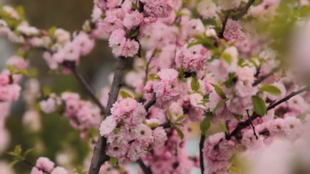 夕焼け空に、春の花々。咲く桜の木と太陽フレアと美しい自然シーン。春の花。美しい果樹園。背景をぼかした写真を抽象化します。春。Hd 1080 p、スローモーション — ストック動画