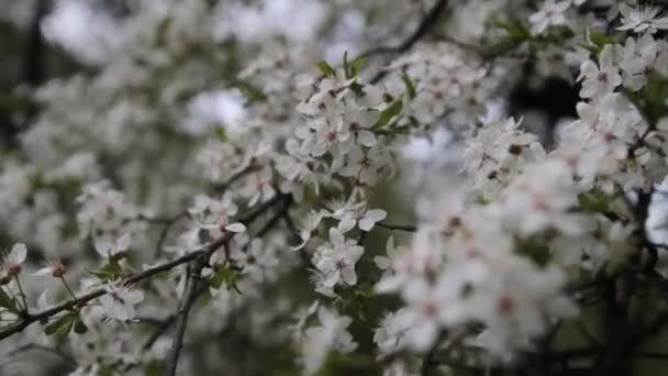 Blommande träd. Vita blommor på ett träd i parken våren. Vårträdgård — Stockvideo