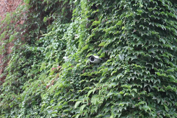 gizli kamera üzerinde tuğla duvar döndürme