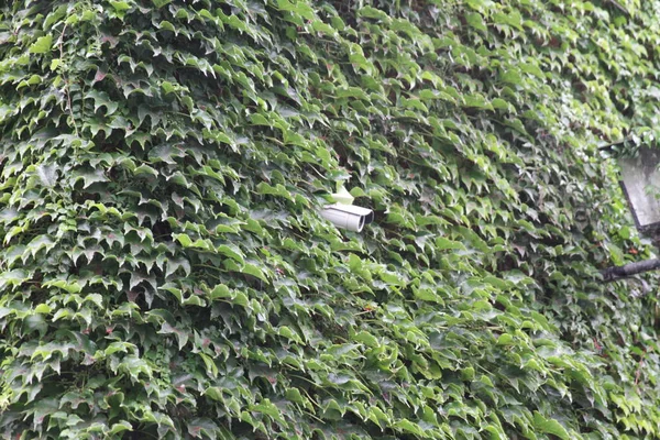 gizli kamera üzerinde tuğla duvar döndürme