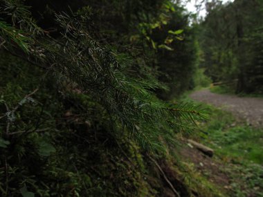 Toprak yol çam ormanı